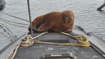 Freya the Walrus climbed on top of one of the Dutch Navy's aptly named Walrus-class submarines (Picture: Netherlands Navy Twitter). Freya the Walrus on Dutch Walrus-class submarine in port 261021 CREDIT ROYAL NETHERLANDS NAVY, TWITTER.jpg