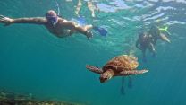 HMS Lancaster personnel try snorkelling with a turtle off Daymaniyat Islands, Muscat, Oman (Picture: MOD).