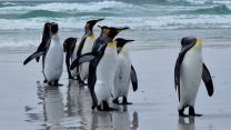 HMS Protector captured photos of penguins while alongside in the Falkland Islands (Picture: HMS Protector Twitter). HMS Protector making penguin friends whilst alongside Falkland Islands 28112021 Credit HMS Protector Twitter copy_0.jpg
