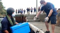 A sailor delivers COVID-19 vaccines 