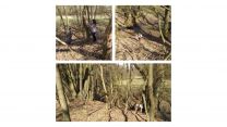 Children learning in woods