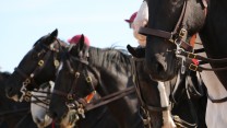 Household Cavalry Take Horses On Holiday