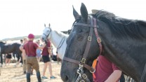 Household Cavalry Take Horses On Holiday