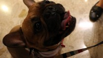 Adorable Dog Pictures