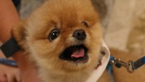 Adorable Dog Pictures