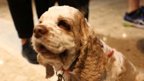 Adorable Dog Pictures