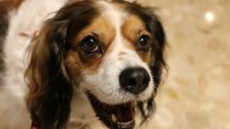 Adorable Dog Pictures