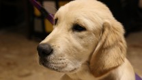 Adorable Dog Pictures