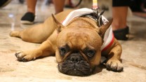 Adorable Dog Pictures