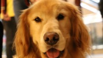 Adorable Dog Pictures