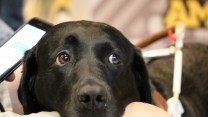 Adorable Dog Pictures