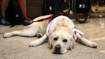 Adorable Dog Pictures