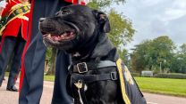 The mascot for the Staffordshire Regiment Association Watchman VI received a promotion 03092023 CREDIT BFBS