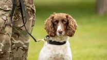 The Princess Royal visits 1st Military Working Dog Regiment to mark its 10th anniversary (Picture: British Army).