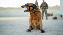 Military working dog in Oman during Exercise Khanjar Oman in October (Picture: MOD). Military working dog in Oman during Exercise Khanjar Oman 141021 CREDIT MOD.jpg