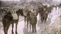 Pack horses transporting ammunition in 1917 (Picture: The Vimy Foundation).