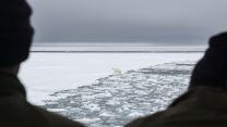 Personnel and specialists onboard HMS Protector spot a couple of polar bears on the ice (Picture: Royal Navy).