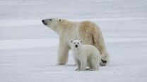 Polar bears on the ice spotted by the team on HMS Protector during her history making expedition to near the North Pole (Picture: Royal Navy).