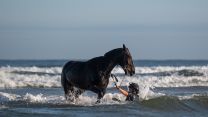 Soldiers and horses from The King's Troop Royal Horse Artillery exercise in the sea at Holkham in Norfolk 