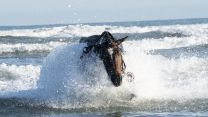 Soldiers and horses from The King's Troop Royal Horse Artillery exercise in the sea at Holkham in Norfolk 190919