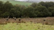 The Australian Defence Force Exercise Cambrian Patrol 2026 Breacon Beacons 051026 CREDIT MOD