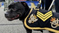 Watchman VI mascot of the Staffordshire Regimental Association with new sergeant stripes 03092023 CREDIT BFBS