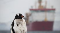 A penguin stood in front of HMS Protector (Picture: Royal Navy).