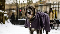 How The Military Have Responded To The Beast From The East 
