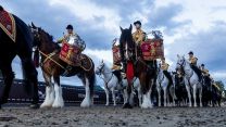 drum horses of the household cavalry at platinum jubilee pageant 15052022 credit crown copyright