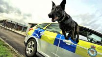 Chase by Corporal Lee Matthews.