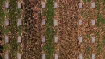WW1 graves