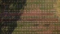 The images from 125ft up show the scale - with ranks of white grave markers on the Belgian countryside (Pictures: SWNS).