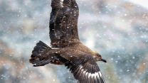 An incredible bird flying over the heads of the crew of HMS Protector (Picture: Royal Navy).