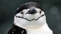A penguin getting its close up. Spotted by the crew of HMS Protector (Picture: Royal Navy).