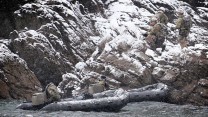 How The Military Have Responded To The Beast From The East 