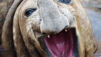 Say cheese, one of the seals on Avian Island pictured by the crew of HMS Protector (Picture: Royal Navy).