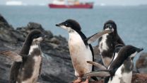 A group of penguins with HMS Protector in the background (Picture: Royal Navy).