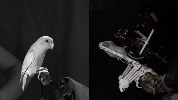 Military Biomimicry real and robotic bird perched on branches 