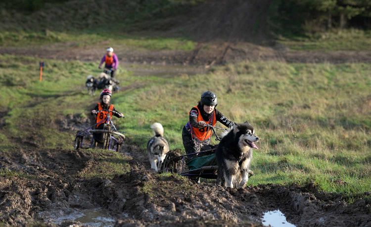 Alaskan Malamute Working Association Working Dog weekend Alaskan Malamute Working Association Working Dog weekend