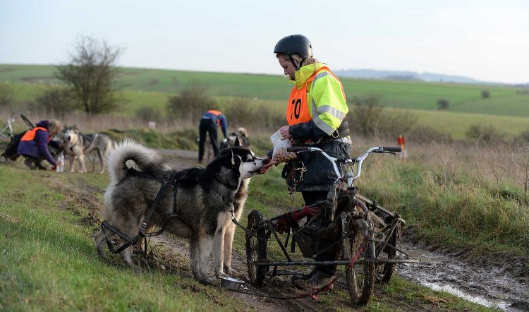 The dogs enjoy working in harness as this is what they were bred to do The dogs enjoy working in harness as this is what they were bred to do