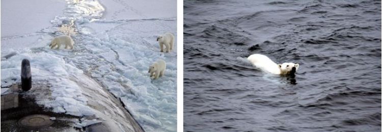 polar bear swimming submarine