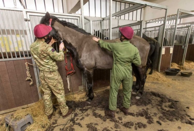 Cavalry Mounted Regiment