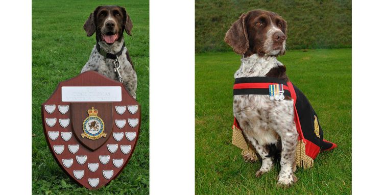 Buster The Dog Passes Away Buster The Dog Passes Away