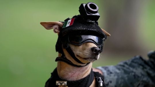 Comando, the pint-sized Chihuahua recruited to Mexico's National Guard (Picture: Mexico's National Guard)