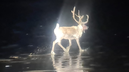 The runaway reindeer was not blessed with a glowing red nose à la Rudolph and could only be spotted with a thermal camera