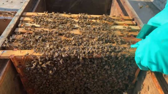 120,000 V I bees are transferred to their new home in a bomb bunker at the Defence School of Transport, East Yorkshire 160920CREDIT BFBS .jpg