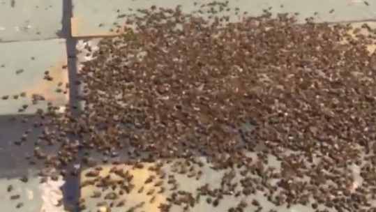 Bee Swarm At RAF Cranwell Force Staff To Divert Aircraft