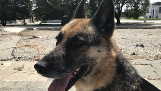 Retired police dog