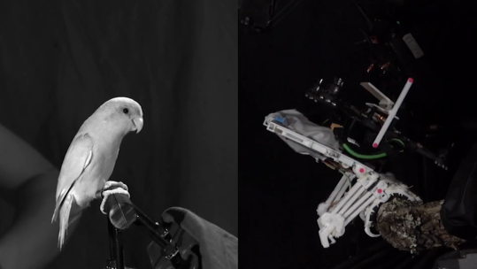 Military Biomimicry real and robotic bird perched on branches 