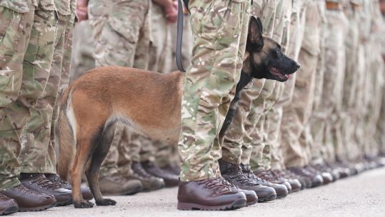 Rikki lines with soldiers to greet the Princess Royal during a visit to Kendrew Barracks in Cottesmore pic PA